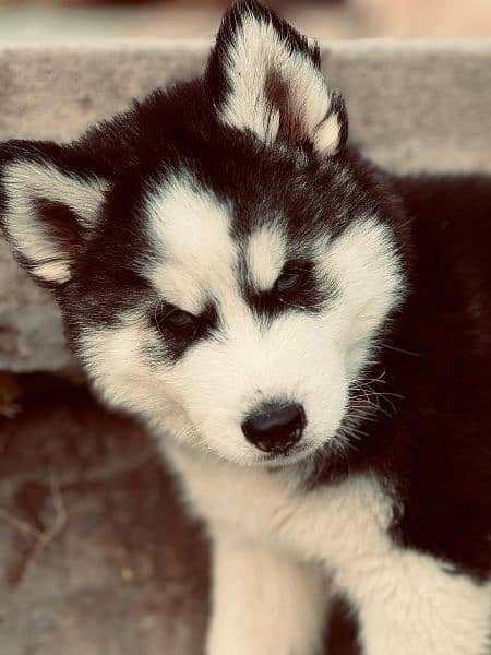 husky male pup available 1