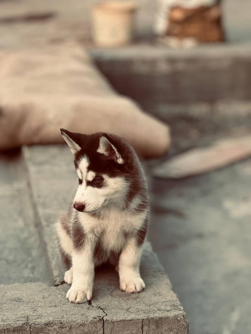 husky male pup available 2