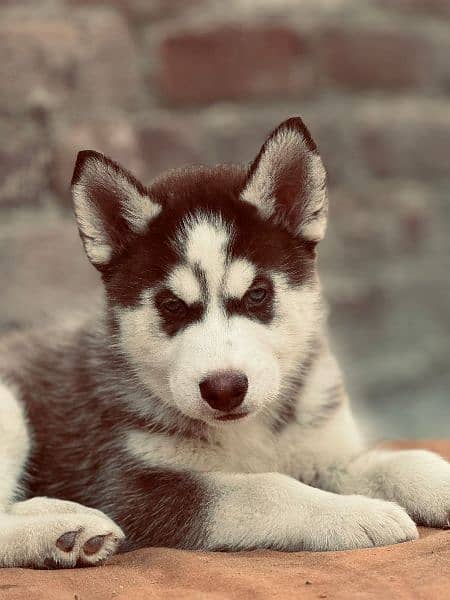 husky male pup available 3