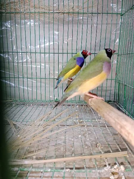 Goldian Finches ready to breed pair 1