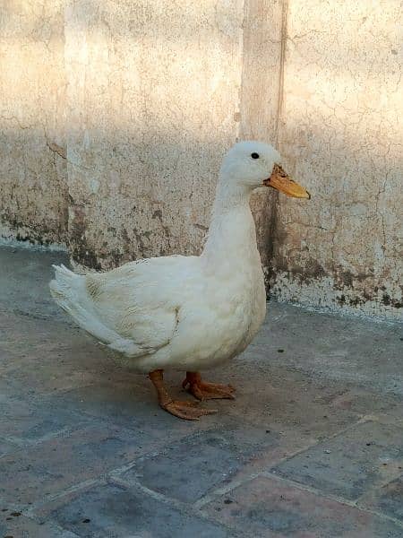 White duck pair 0