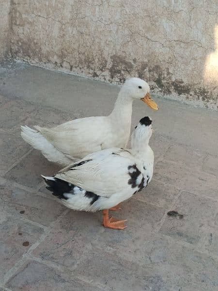 White duck pair 1