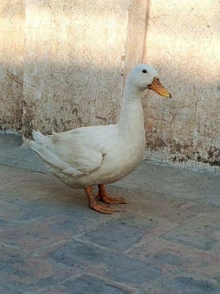 White duck pair 2