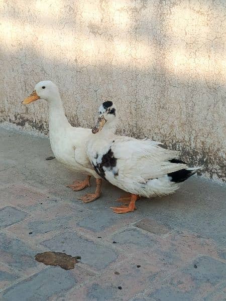 White duck pair 3