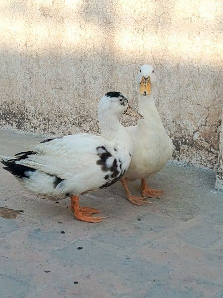 White duck pair 4