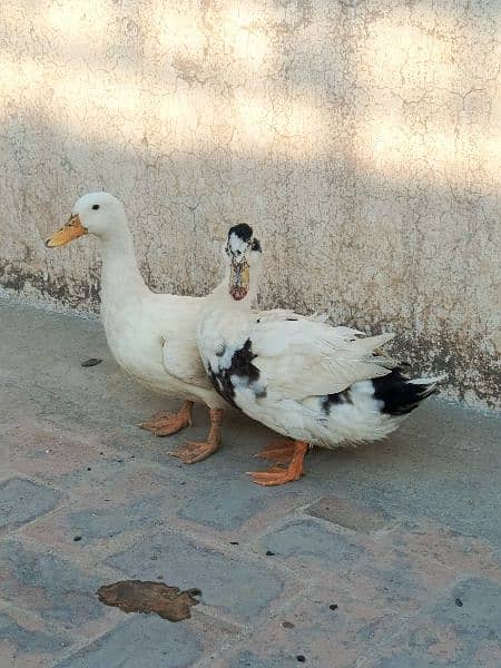 White duck pair 5