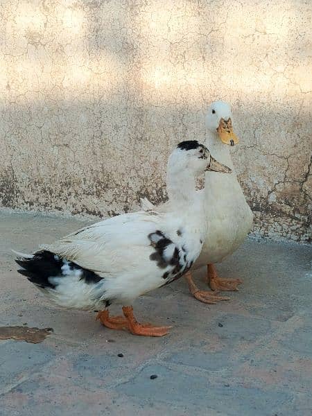 White duck pair 6