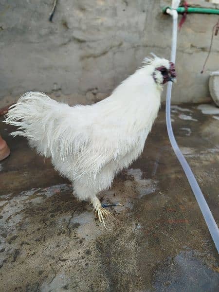 Silkie Breeder Male 2