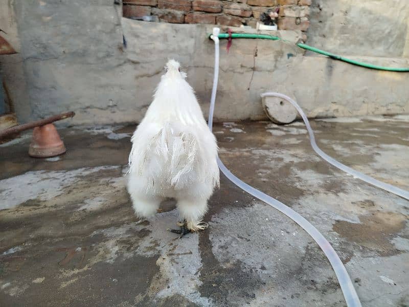 Silkie Breeder Male 3