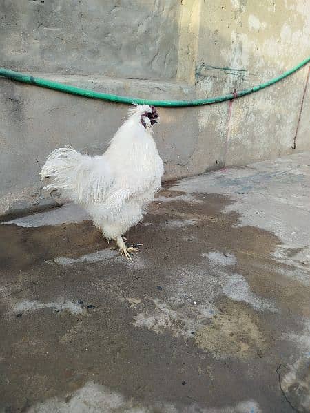 Silkie Breeder Male 4