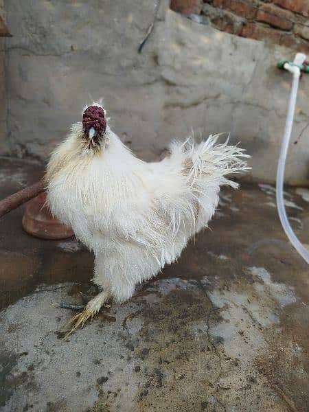 Silkie Breeder Male 0