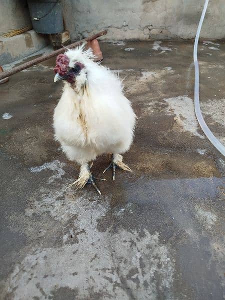 Silkie Breeder Male 5