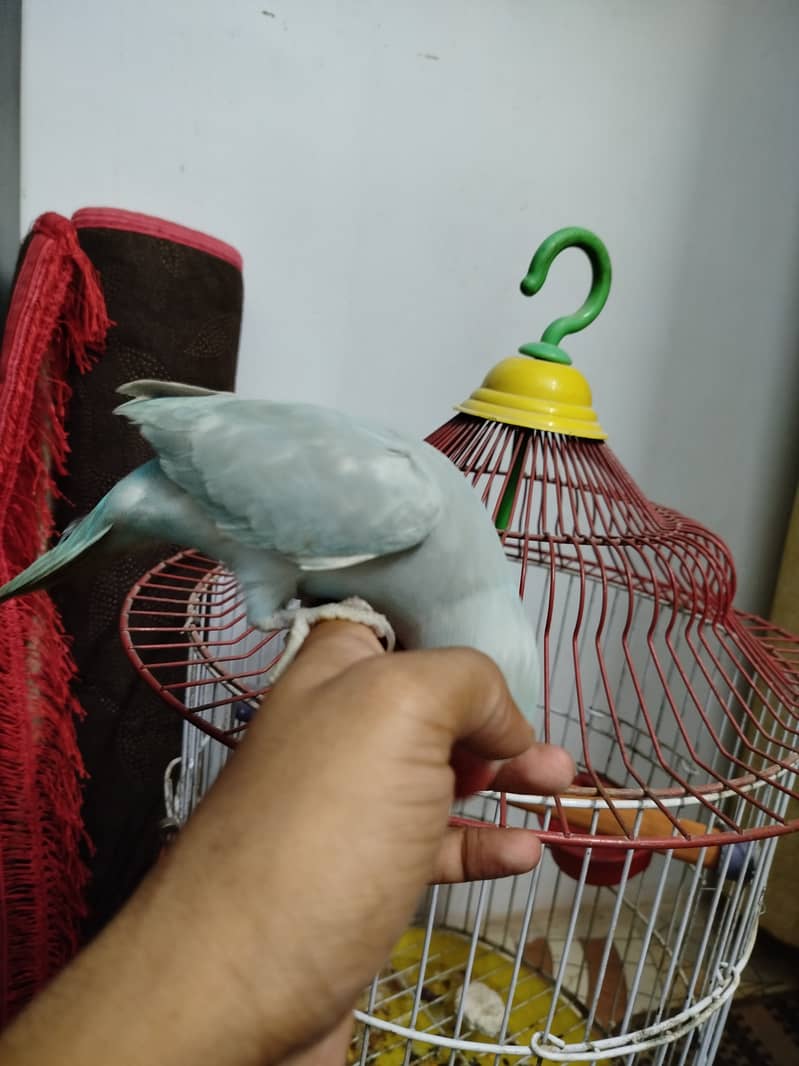 Hand Tame Blue Ring Neck talking on hand 2