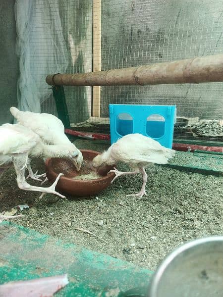 Aseel Heera chicks 4