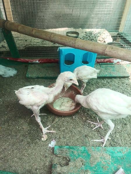 Aseel Heera chicks 6