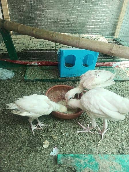 Aseel Heera chicks 7