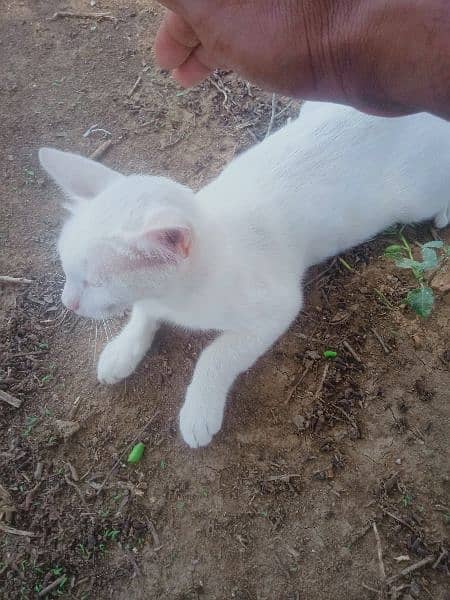 white cat 0