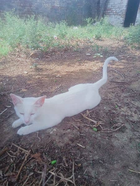 white cat 1