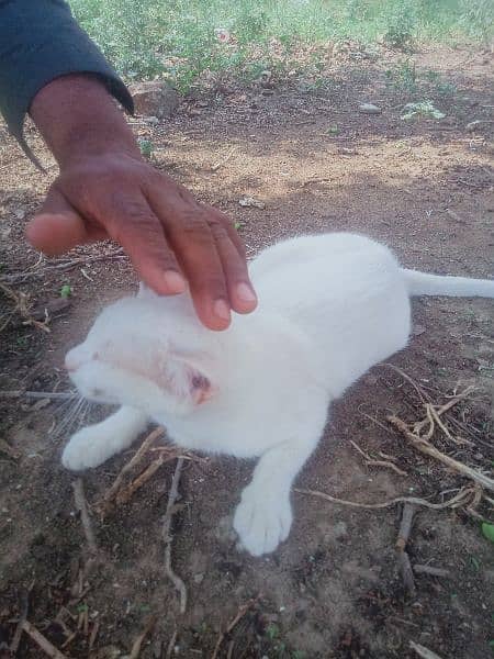 white cat 4