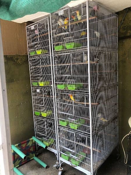 Full Setup Parrots/ Boxes / Cages 2