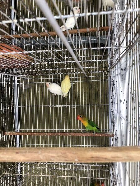 Full Setup Parrots/ Boxes / Cages 11