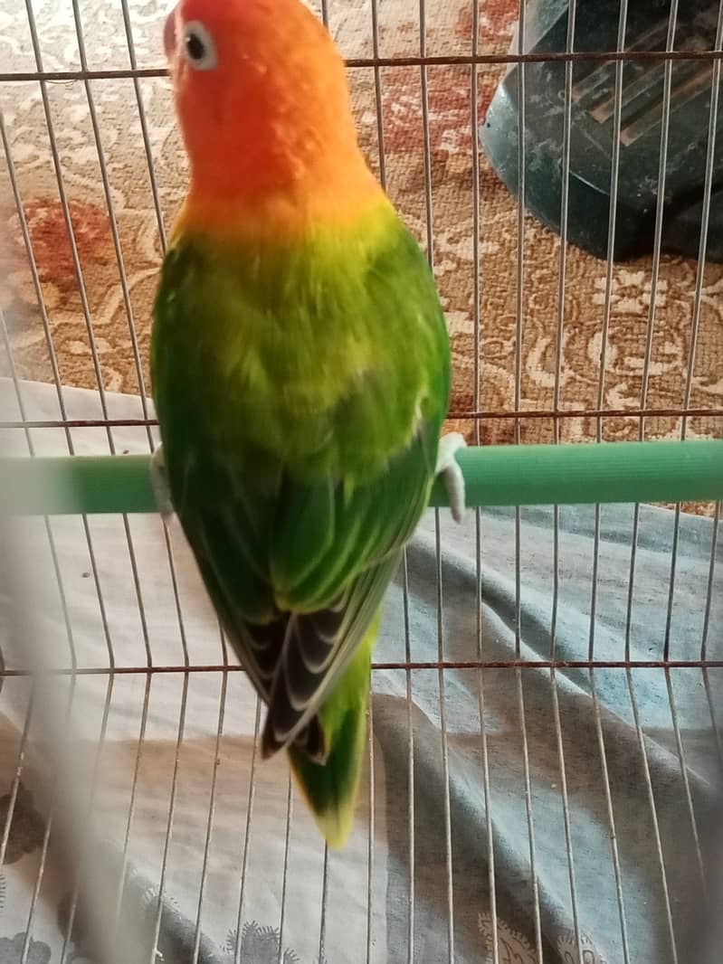 Green Euwing Opaline And Parblue Chicks Pair Love Birds Malir 7