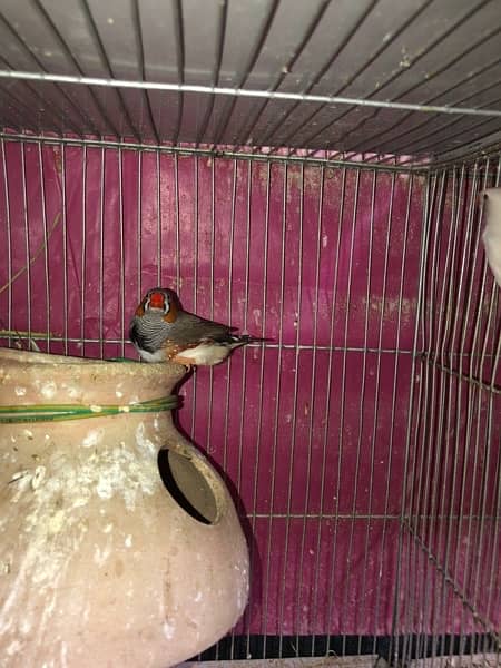 finch/white chicks/zebra finch 0