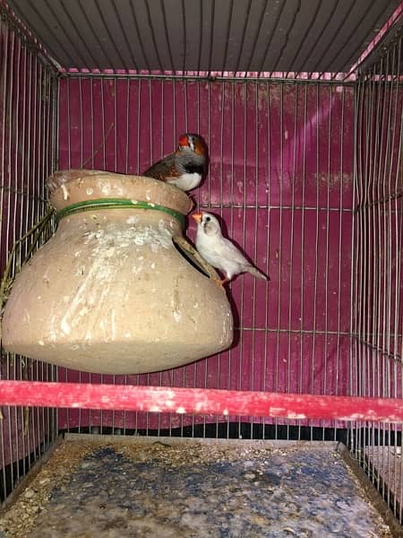 finch/white chicks/zebra finch 2