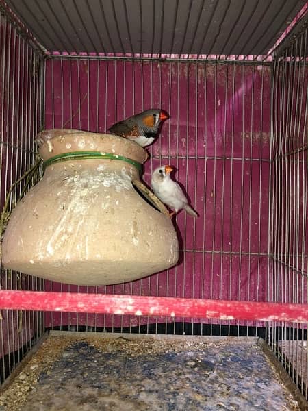 finch/white chicks/zebra finch 4