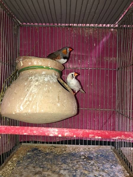 finch/white chicks/zebra finch 5