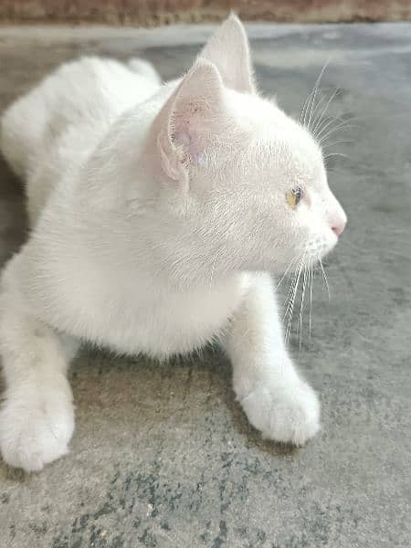Khao manee cat 3