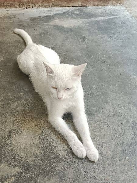 Khao manee cat 6