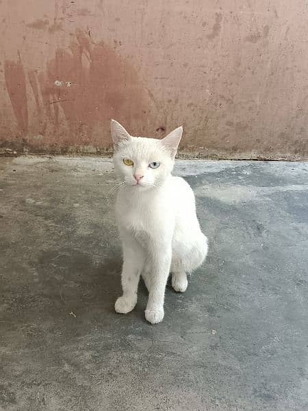 Khao manee cat 11