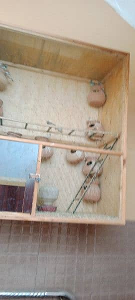 zebra finches 0