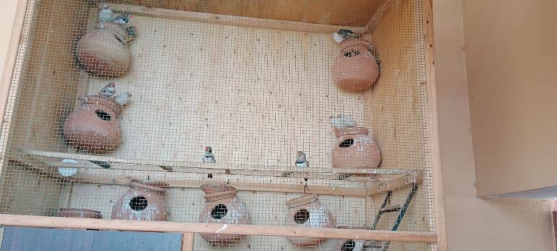 zebra finches 3