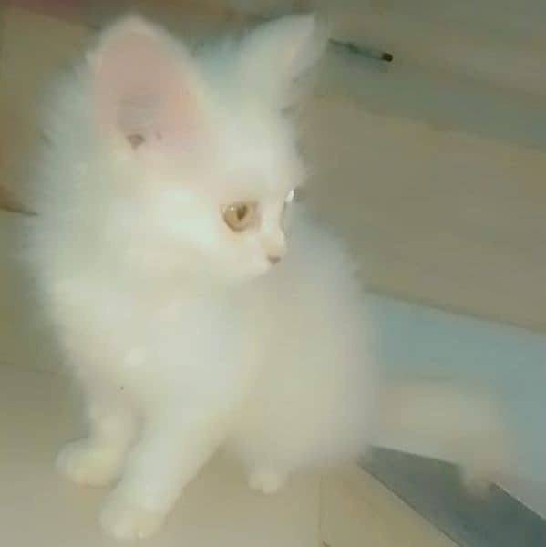 I'm selling my persian cat 0