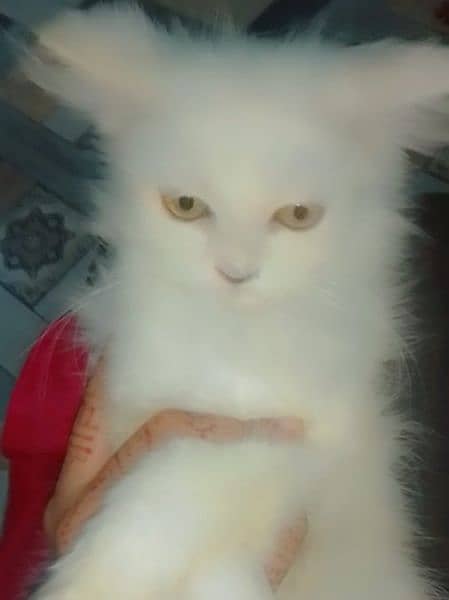 I'm selling my persian cat 1