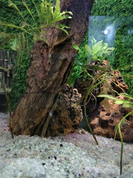 Fish Aquarium for Sale 0