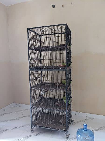 6 parrots love birds with master cage 5