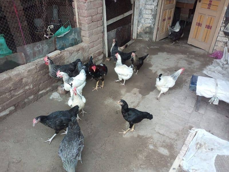 hens for sale 0