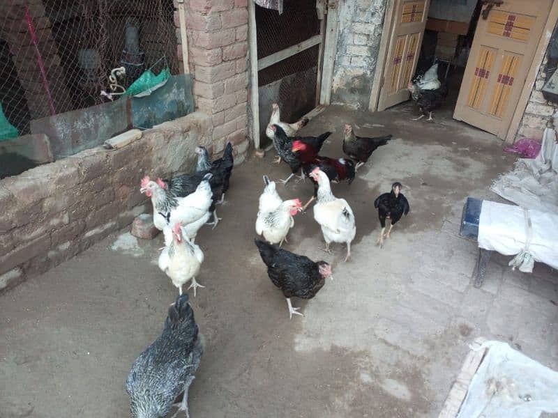 hens for sale 1