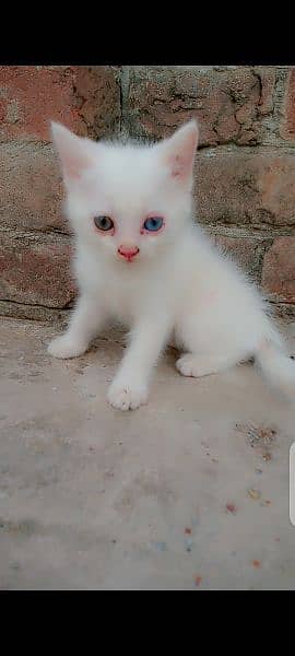 Odd eyes Persian cat male 0