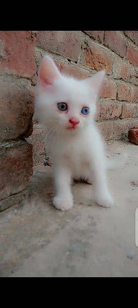 Odd eyes Persian cat male 1