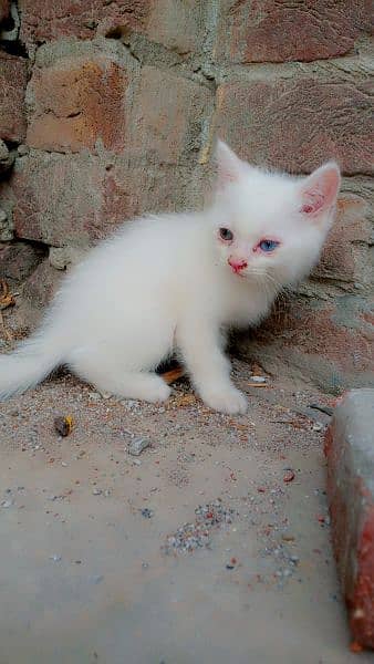 Odd eyes Persian cat male 2