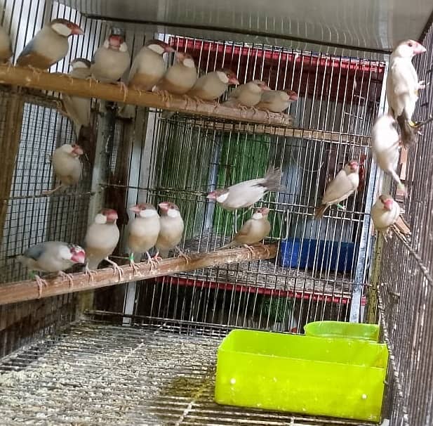Fawn Java Breed k Liye Tyar Pairs Available 0