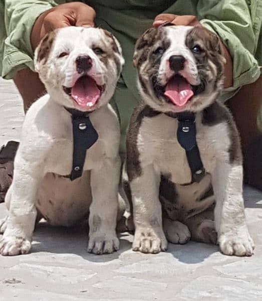 King Alabai pair pure breed security dog 2months for sale 0