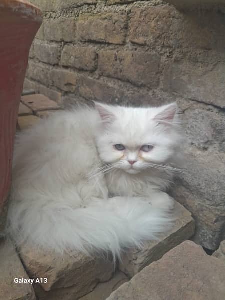 breeder female cat for sale 0