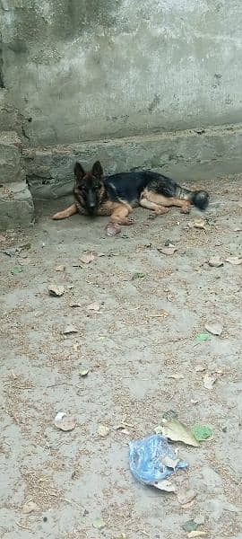 German shepherd male for sale 03452343315call or what's up 2