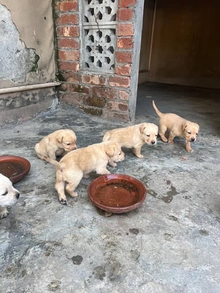 Puppies for sale 0