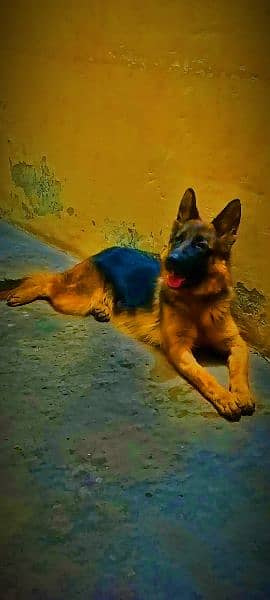 German Shepherd Dog for Sale 1